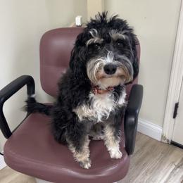 Fergie - Bernedoodle