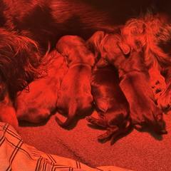 December 2025 - Dachshund
