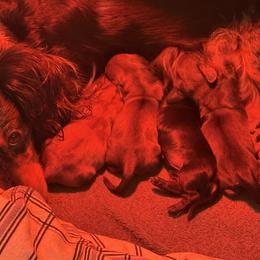December 2025 - Dachshund