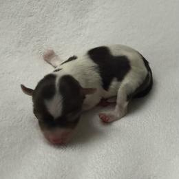 Dodger AKC - Chocolate, tan and white male Yorkshire Terrier puppy in Labelle, Florida from Chocolate and Parti Yorkies in Florida