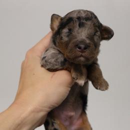 Runner - Blue merle male Bernedoodle puppy in Muskogee, Oklahoma from Lawler’s Legacy Litters