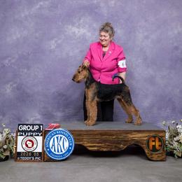 Airedale Terrier Puppies from Mystic’s Airedales