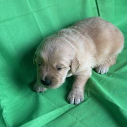 Golden Retriever Puppies from Chevaline Goldens