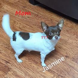 Jasmine - Chihuahua