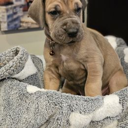 Boy 3 - Fawn Great Dane puppy in Ohio from Loyal-Loves Great Danes