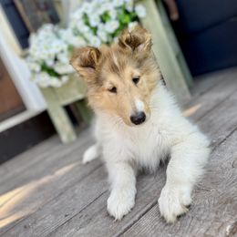 Dom - White male Collie puppy in Plato, Minnesota from Minnesota Collies