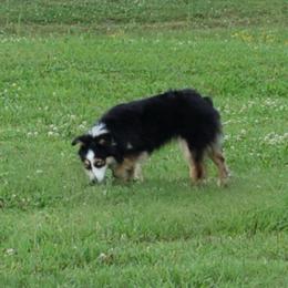 Poppy - Miniature Australian Shepherd