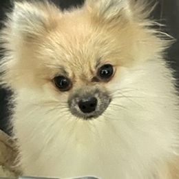 Pomeranians from O'My Heart Pomeranians