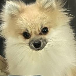 Pomeranians from O'My Heart Pomeranians