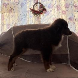 Lock - Red tri-color male Miniature American Shepherd puppy in Garysburg, North Carolina from Schaefer's Miniature American Shepherds