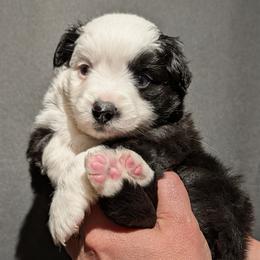 Mercy - Black & white female Miniature Australian Shepherd puppy in Marysville, Washington from Garay Mini Aussies