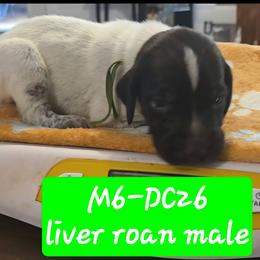 Green - Liver roan male German Shorthaired Pointer puppy in Dahlonega, Georgia from Pointer Mountain Bird Dogs