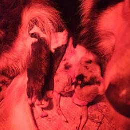 Boy 4 - Black white and tan male Collie puppy in Tennessee from Voneida Collies & Corgis