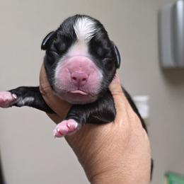 Roundabout - Brindle female Boxer puppy in Red Boiling Springs, Tennessee from Silver Rain