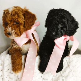 Goldendoodle puppies from WonderDoodles