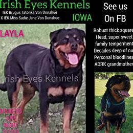 Layla Rose - Rottweiler