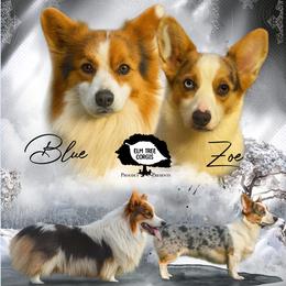American Corgi puppies from Elmiphyr Corgis