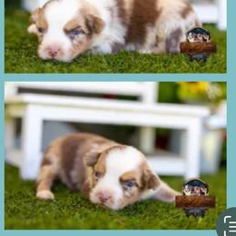 Hudson - Red merle male Australian Shepherd puppy in Granbury, Texas from Texas Miniature Aussies