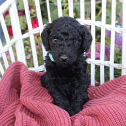 Light Blue Collar - Black female Poodle puppy in Pendleton, Oregon from Wilks Pups - Standard Poodles