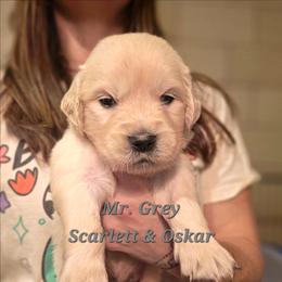 Mr. Grey - Light golden male Golden Retriever puppy in Waynesburg, Ohio from Avalon English Retrievers