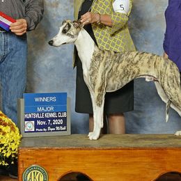 Whippets from Atelier