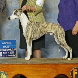 Whippets from Atelier