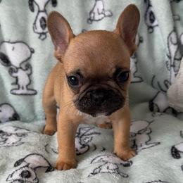 Violet - Fawn female French Bulldog puppy in Galt, California from The three little frenchies