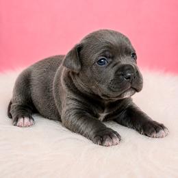 Gray girl 2 - Gray female Cane Corso puppy in Haslet, Texas from Trained To Go Corso Kennels (T.T.G. Corso Kennels)