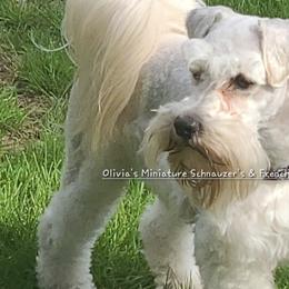French Bulldogs and Miniature Schnauzers from Olivia's Miniature Schnauzer's and French Bulldogs