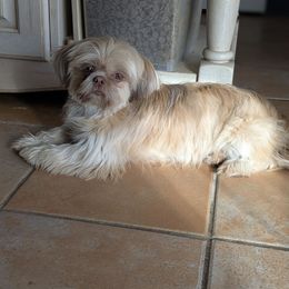 Cindy- Cinderella - Shih Tzu puppy from R&R Shih-Tzus & Stud Services