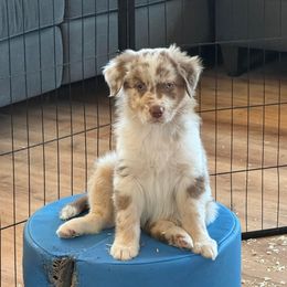 Australian Shepherd Puppies from Tails of an Ausshole