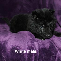 White male - Black male German Shepherd puppy in Ann Arbor, Michigan from Von Der Havier German Shepherds