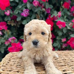 White - Cream female Goldendoodle puppy in Caldwell, Idaho from Idaho Mini Doodles