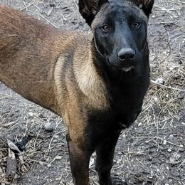 Glo - Belgian Malinois