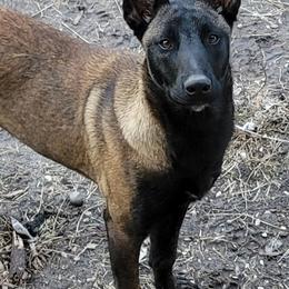 Glo - Belgian Malinois
