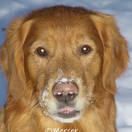 MERCER - Golden Retriever