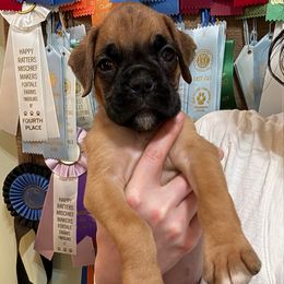 Kickin Roosters Primrose (Lt. Pink Collar) - Fawn female Boxer puppy in Alpine, New York from Kickin Rooster AKC Boxers
