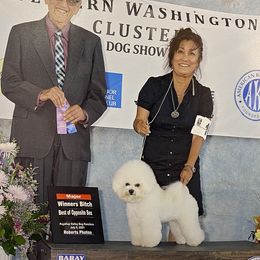 rosé - Bichon Frise