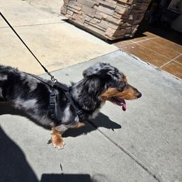 Doobie - Dapple male Dachshund puppy in Stockton, California from M&M Dachshund's & Goldens