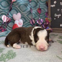 Bruno - Red male Border Collie puppy in Gary, Indiana from Lake Ridge Border Collies