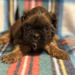 Opie - Red male Shih Tzu puppy in Sharon, Pennsylvania from Keystone Danes and Shih tzus