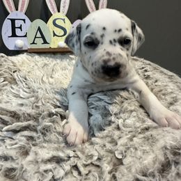 Grey - White and black Dalmatian puppy in Lafayette, Louisiana from Zydeco Dalmatians