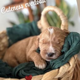 Boy 1 - Apricot male Goldendoodle puppy in Washington, Illinois from Lola Bear Goldendoodles