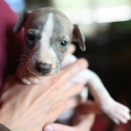 Eclypse - White and blue brindle female Whippet puppy in Gentry, Arkansas from Mardel Robeson of Mulberry Hollow Whippets