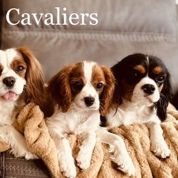 Cavalier King Charles Spaniels from Pixie Dust Cavaliers