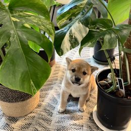 Shiba Inu Puppies from Obi’s Pups
