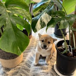 Shiba Inu Puppies from Obi’s Pups