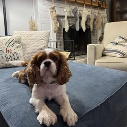 Hollywood - Cavalier King Charles Spaniel