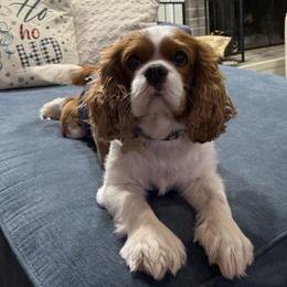 Hollywood - Cavalier King Charles Spaniel
