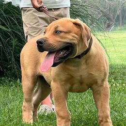 NAGATO - Fawn male Boerboel puppy in Pennsylvania from Cold River Boerboels